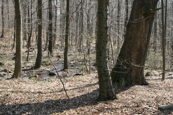 Košťany, zámeček, 7.4.2010
Les u zámečku.
Klíčová slova: Krušné hory Košťany zámeček