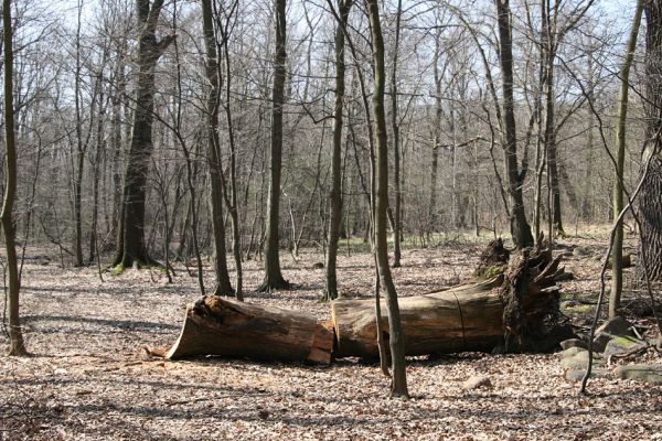 Košťany, zámeček, 7.4.2010
Les u zámečku.
Klíčová slova: Krušné hory Košťany zámeček
