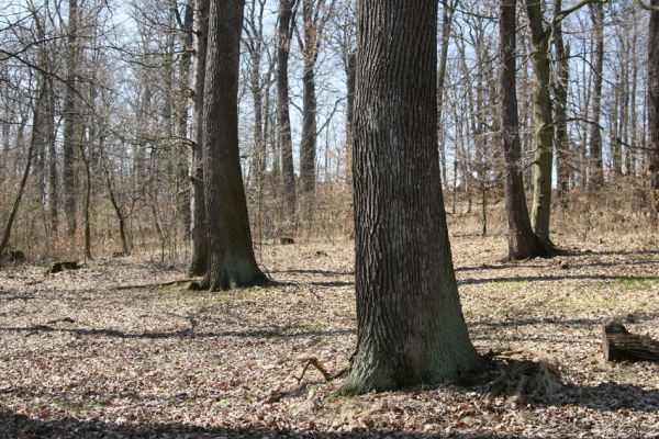 Košťany, zámeček, 7.4.2010
Les u zámečku.
Klíčová slova: Krušné hory Košťany zámeček