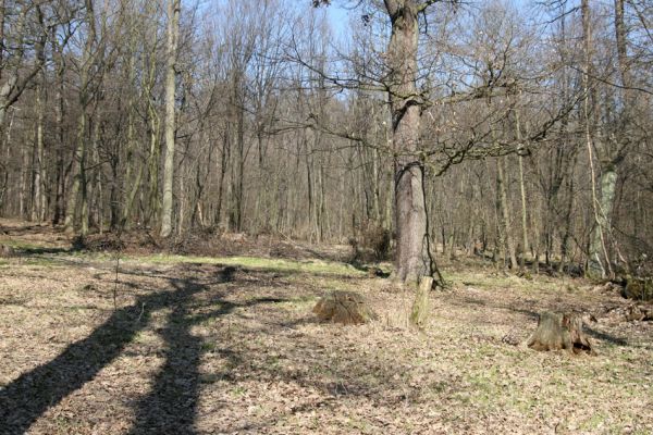 Košťany, zámeček, 7.4.2010
Les u zámečku.
Schlüsselwörter: Krušné hory Košťany zámeček