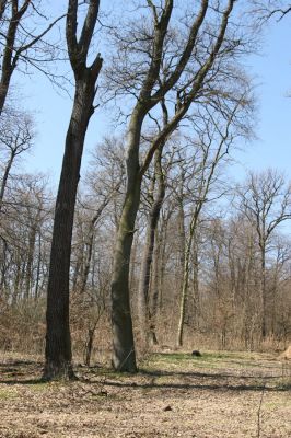 Košťany, zámeček, 7.4.2010
Les u zámečku.
Schlüsselwörter: Krušné hory Košťany zámeček