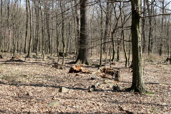Košťany, zámeček, 7.4.2010
Les u zámečku.
Klíčová slova: Krušné hory Košťany zámeček
