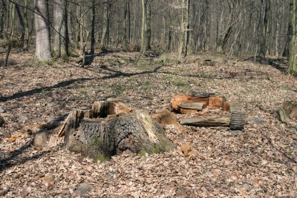 Košťany, zámeček, 7.4.2010
V lese u zámečku. Trouchnivé dřevo dubu osídlené roháčky Aesalus scarabaeoides a kovaříky Ampedus pomorum a Ampedus praeustus.
Klíčová slova: Krušné hory Košťany zámeček Aesalus scarabaeoides Ampedus pomorum Ampedus praeustus