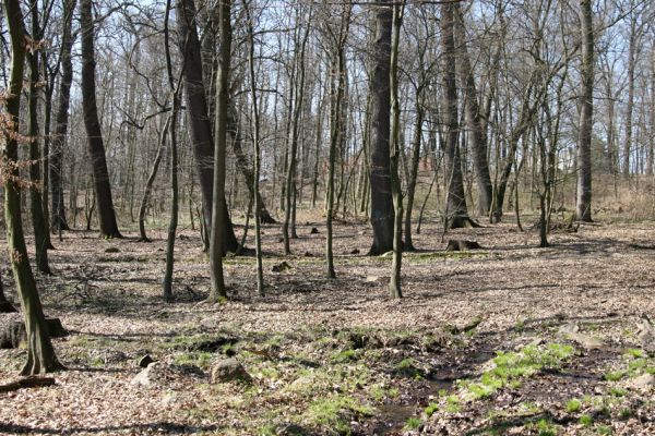 Košťany, zámeček, 7.4.2010
V lese u zámečku.
Klíčová slova: Krušné hory Košťany zámeček