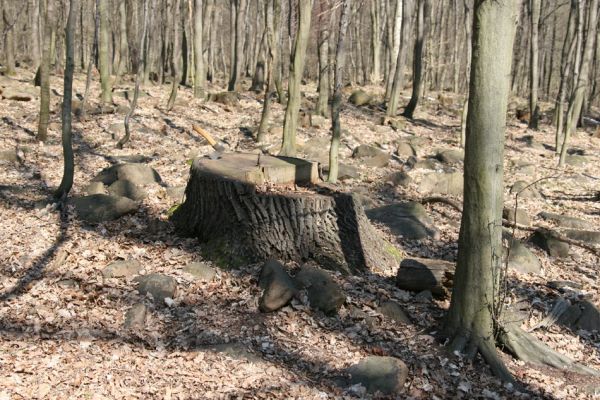 Košťany, zámeček, 7.4.2010
V lese u zámečku.
Klíčová slova: Krušné hory Košťany zámeček