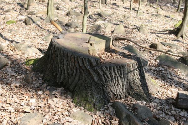 Košťany, zámeček, 7.4.2010
V lese u zámečku.
Schlüsselwörter: Krušné hory Košťany zámeček