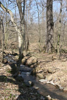 Košťany, zámeček, 7.4.2010
V lese u zámečku.
Schlüsselwörter: Krušné hory Košťany zámeček