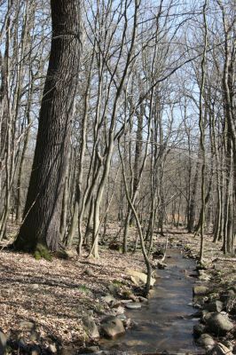 Košťany, zámeček, 7.4.2010
V lese u zámečku.
Klíčová slova: Krušné hory Košťany zámeček