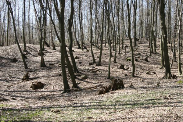 Košťany, zámeček, 7.4.2010
V lese u zámečku. 
Klíčová slova: Krušné hory Košťany zámeček