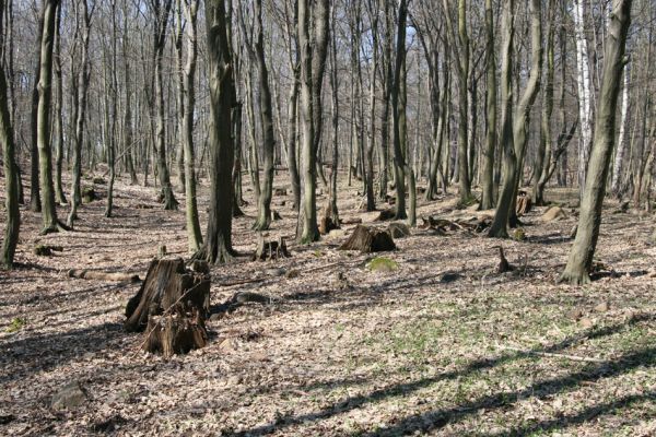 Košťany, zámeček, 7.4.2010
V lese u zámečku. 
Klíčová slova: Krušné hory Košťany zámeček