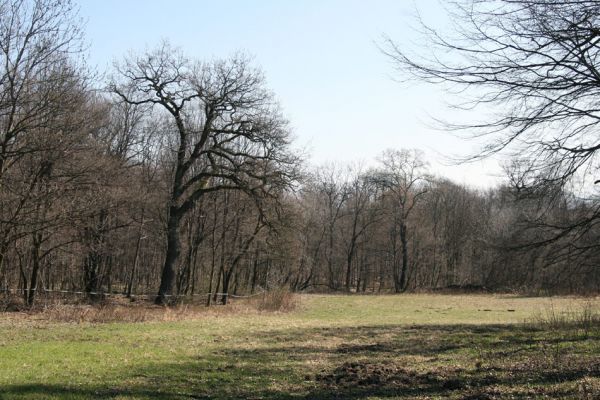 Košťany, zámeček, 7.4.2010
Louka v lese u zámečku.
Klíčová slova: Krušné hory Košťany zámeček