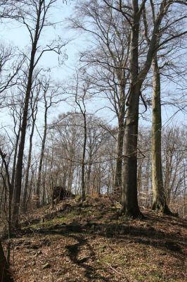 Košťany, zámeček, 7.4.2010
Bukový les u zámečku na svahu nad silnicí.
Klíčová slova: Krušné hory Košťany zámeček