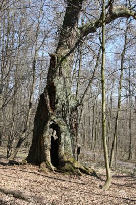 Košťany, zámeček, 7.4.2010
Beethovenův dub v lese u zámečku.
Mots-clés: Krušné hory Košťany zámeček Beethovenův dub
