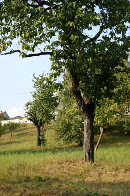 Kostelec nad Orlicí, 20.9.2009
Sad na východním okraji města.
Mots-clés: Kostelec nad Orlicí Anthaxia candens