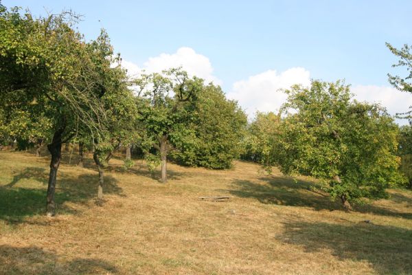 Kostelec nad Orlicí, 20.9.2009
Sad na východním okraji města.
Klíčová slova: Kostelec nad Orlicí Anthaxia candens