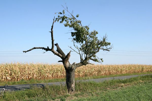 Kostěnice, 9.9.2009
Poslední třešeň z třešňové u silnice na Podbor.
Mots-clés: Kostěnice Anthaxia candens