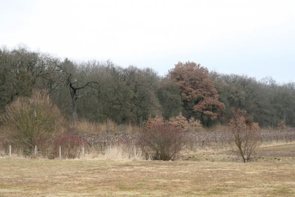 Kovač, 10.3.2018
Kovačská bažantnice.
Schlüsselwörter: Kovač Kovačská bažantnice