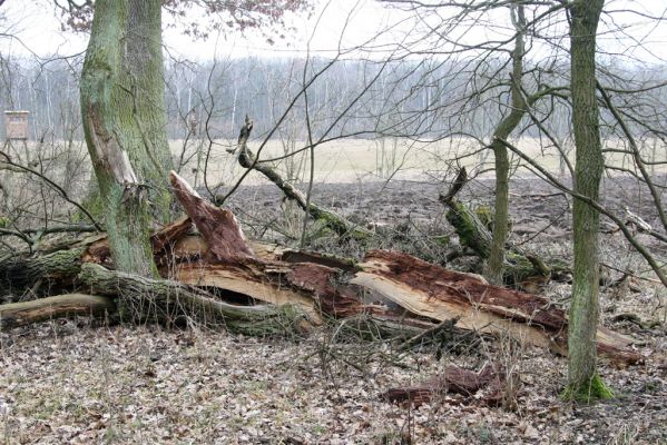 Kovač, 10.3.2018
Kovačská bažantnice.
Schlüsselwörter: Kovač Kovačská bažantnice