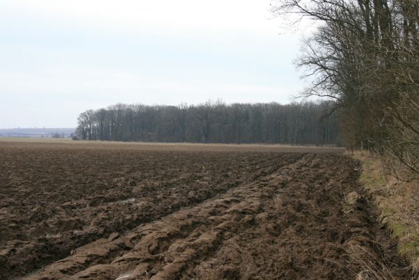 Kovač, 10.3.2018
Kovačská bažantnice.
Klíčová slova: Kovač Kovačská bažantnice