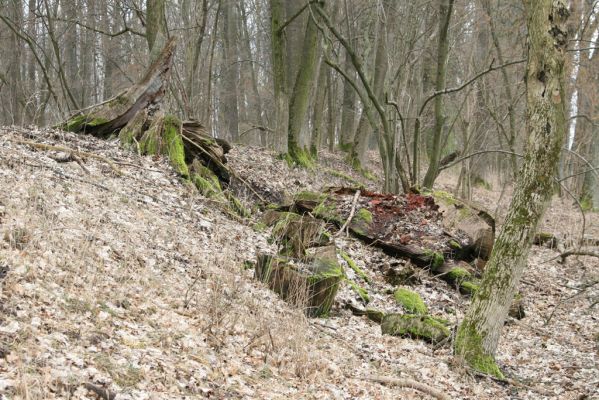 Kovač, 10.3.2018
Kovačská bažantnice.
Klíčová slova: Kovač Kovačská bažantnice Ampedus pomorum