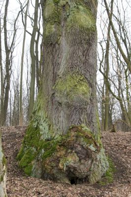 Kovač, 10.3.2018
Kovačská bažantnice.
Schlüsselwörter: Kovač Kovačská bažantnice