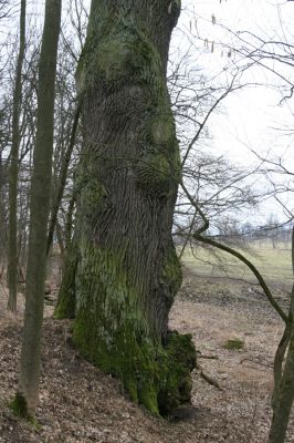 Kovač, 10.3.2018
Kovačská bažantnice.
Schlüsselwörter: Kovač Kovačská bažantnice