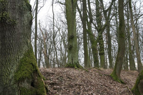 Kovač, 10.3.2018
Kovačská bažantnice.
Klíčová slova: Kovač Kovačská bažantnice