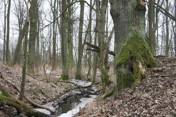 Kovač, 10.3.2018
Kovačská bažantnice.
Schlüsselwörter: Kovač Kovačská bažantnice