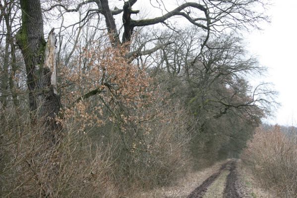 Kovač, 10.3.2018
Kovačská bažantnice.
Klíčová slova: Kovač Kovačská bažantnice