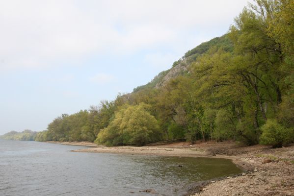 Kamenica nad Hronom, 7.4.2014
Břeh Dunaje pod Skalami u Kováčova. 
Mots-clés: Kamenica nad Hronom Kováčovské kopce Skaly Dunaj Ampedus pomorum