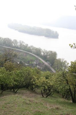 Kamenica nad Hronom, 7.4.2014
Kováčovské kopce. Skaly u Kováčova. 
Klíčová slova: Kamenica nad Hronom Kováčovské kopce Skaly Cardiophorus anticus discicollis erichsoni