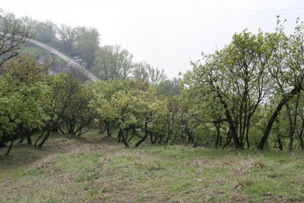 Kamenica nad Hronom, 7.4.2014
Kováčovské kopce. Skaly u Kováčova. 
Schlüsselwörter: Kamenica nad Hronom Kováčovské kopce Skaly Cardiophorus anticus discicollis erichsoni