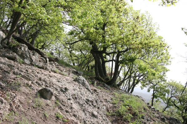 Kamenica nad Hronom, 7.4.2014
Kováčovské kopce. Skaly u Kováčova. 
Klíčová slova: Kamenica nad Hronom Kováčovské kopce Skaly Cardiophorus discicollis erichsoni nigerrimus Ampedus forticornis