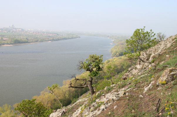 Kamenica nad Hronom, 7.4.2014
Kováčovské kopce. Skaly u Kováčova. 
Mots-clés: Kamenica nad Hronom Kováčovské kopce Skaly Cardiophorus discicollis erichsoni