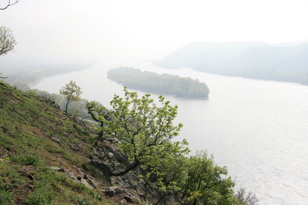 Kamenica nad Hronom, 7.4.2014
Kováčovské kopce. Skaly u Kováčova - pohled na Dunaj. 
Klíčová slova: Kamenica nad Hronom Kováčovské kopce Skaly Dunaj Cardiophorus discicollis erichsoni