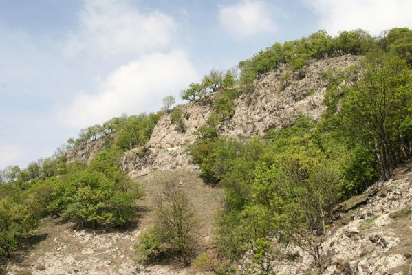 Kamenica nad Hronom, 7.4.2014
Kováčovské kopce. Skaly u Kováčova. 
Klíčová slova: Kamenica nad Hronom Kováčovské kopce Skaly Lacon punctatus