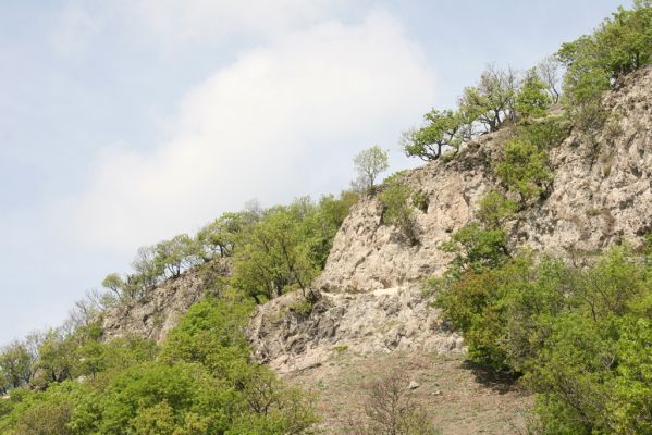 Kamenica nad Hronom, 7.4.2014
Kováčovské kopce. Skaly u Kováčova. 
Klíčová slova: Kamenica nad Hronom Kováčovské kopce Skaly Lacon punctatus