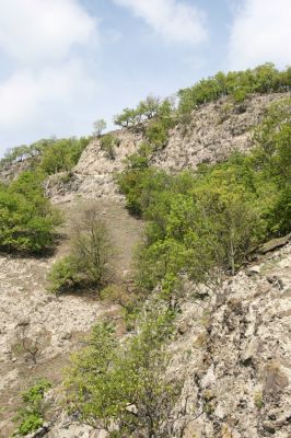 Kamenica nad Hronom, 7.4.2014
Kováčovské kopce. Skaly u Kováčova. 
Klíčová slova: Kamenica nad Hronom Kováčovské kopce Skaly Lacon punctatus