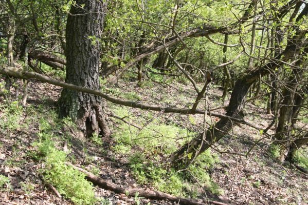 Kamenica nad Hronom, 7.4.2014
Kováčovské kopce - Skaly.
Klíčová slova: Kamenica nad Hronom Kováčovské kopce Skaly Limoniscus violaceus Ischnodes sanguinicollis