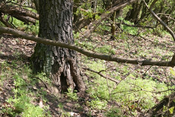 Kamenica nad Hronom, 7.4.2014
Kováčovské kopce - Skaly.
Klíčová slova: Kamenica nad Hronom Kováčovské kopce Skaly Limoniscus violaceus Ischnodes sanguinicollis