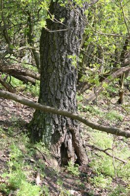 Kamenica nad Hronom, 7.4.2014
Kováčovské kopce - Skaly.
Klíčová slova: Kamenica nad Hronom Kováčovské kopce Skaly Limoniscus violaceus Ischnodes sanguinicollis