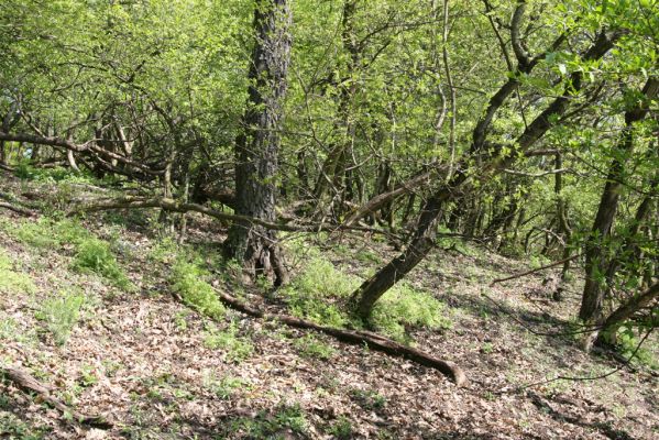 Kamenica nad Hronom, 7.4.2014
Kováčovské kopce - Skaly.
Klíčová slova: Kamenica nad Hronom Kováčovské kopce Skaly Limoniscus violaceus Ischnodes sanguinicollis