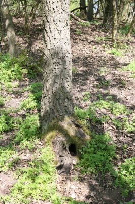 Kamenica nad Hronom, 7.4.2014
Kováčovské kopce - Skaly.
Klíčová slova: Kamenica nad Hronom Kováčovské kopce Skaly Limoniscus violaceus Ischnodes sanguinicollis
