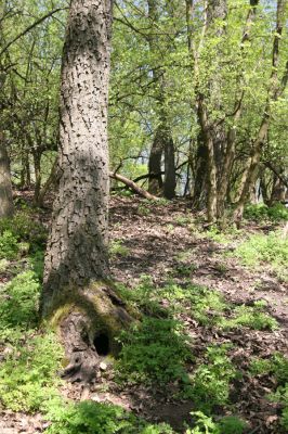 Kamenica nad Hronom, 7.4.2014
Kováčovské kopce - Skaly.
Schlüsselwörter: Kamenica nad Hronom Kováčovské kopce Skaly Limoniscus violaceus Ischnodes sanguinicollis