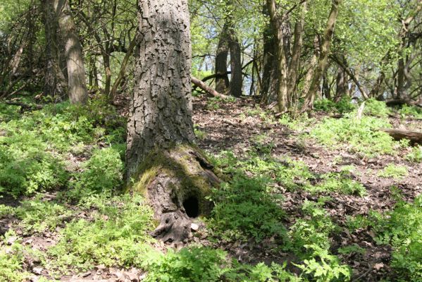 Kamenica nad Hronom, 7.4.2014
Kováčovské kopce - Skaly.
Klíčová slova: Kamenica nad Hronom Kováčovské kopce Skaly Limoniscus violaceus Ischnodes sanguinicollis