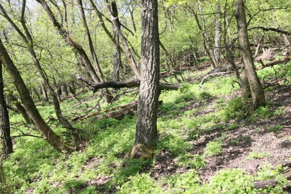 Kamenica nad Hronom, 7.4.2014
Kováčovské kopce - Skaly.
Klíčová slova: Kamenica nad Hronom Kováčovské kopce Skaly Limoniscus violaceus Ischnodes sanguinicollis