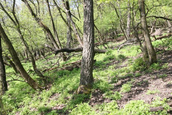 Kamenica nad Hronom, 7.4.2014
Kováčovské kopce - Skaly.
Mots-clés: Kamenica nad Hronom Kováčovské kopce Skaly Limoniscus violaceus Ischnodes sanguinicollis