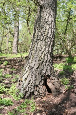 Kamenica nad Hronom, 7.4.2014
Kováčovské kopce - Skaly.
Schlüsselwörter: Kamenica nad Hronom Kováčovské kopce Skaly Limoniscus violaceus Ischnodes sanguinicollis