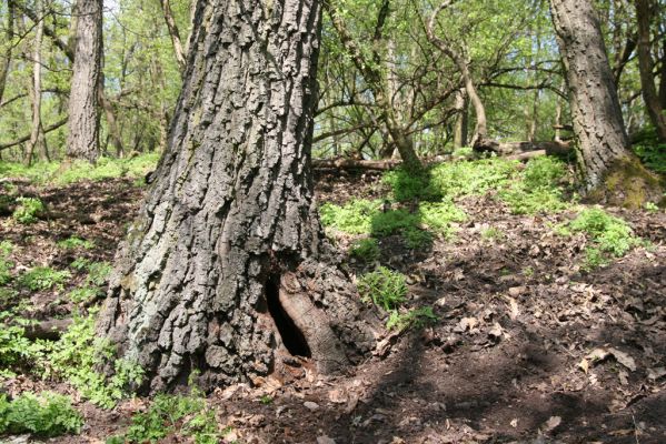 Kamenica nad Hronom, 7.4.2014
Kováčovské kopce - Skaly. 
Schlüsselwörter: Kamenica nad Hronom Kováčovské kopce Skaly Megapenthes lugens