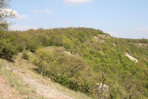 Kamenica nad Hronom, 7.4.2014
Kováčovské kopce-  Skaly. 
Schlüsselwörter: Kamenica nad Hronom Kováčovské kopce Skaly Cardiophorus erichsoni discicollis Ampedus sinuatus elongatulus